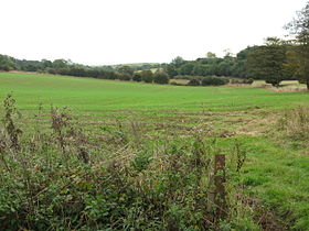 Champ de blé dans le Hameau d'Arpinge