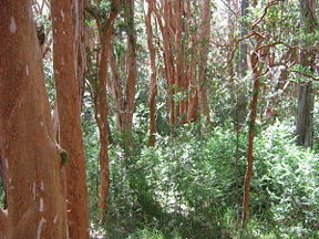 Une forêt de arrayáns (Luma apiculata) à l'intérieur du parc.