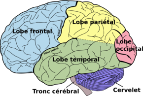 Brain diagram fr.png
