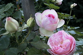 Eden rose.jpg