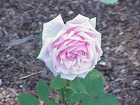 Rosa sp.164.jpg