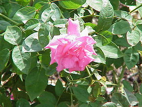Rosa sp.307.jpg