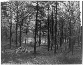 Photographie en noir et blanc de la « baie de Thoreau » (« Thoreau's Cove » en anglais), lieu où l'auteur de Walden édifia sa maisonnette. De grands arbres dévoilent, à l'arrière-plan, une partie de l'étang de Walden. Au premier plan, à gauche, un tas de pierres signalant le mémorial de Thoreau.