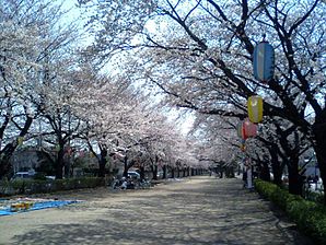 Fujimino Chuo Park cherry blossom.JPG