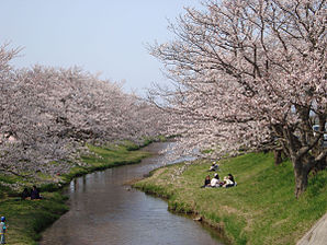 Tamatsukuri Onsen - Cherry Blossom by the river1.jpg