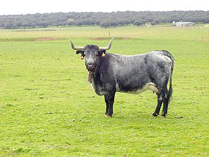 051127 1327 Villalba de los Llanos - Vaca morucha T01.JPG
