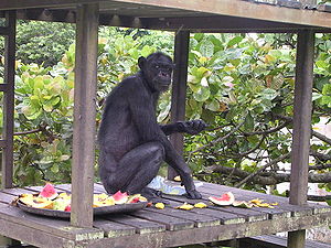 Chimpanzé de 62 ans