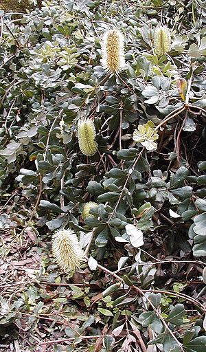 Banksia integrifolia 'Roller Coaster'