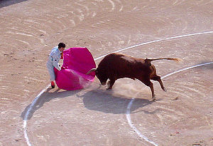 Bull attacks matador.jpg