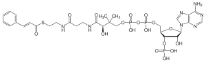 Cinnamoyl-coenzyme A