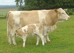 Cow with calf dsc06514.jpg