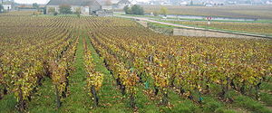 Criots-Bâtard-Montrachet in autumn.jpg