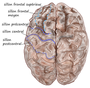 Dorsal-cortex front.png