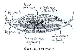 EmbryonGastrulation.jpg