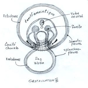 EmbryonGastrulationIII.jpg