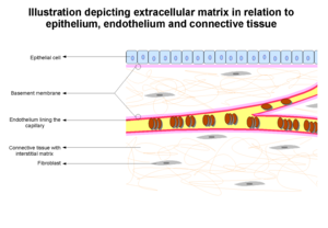 Extracellular Matrix.png