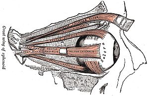 Muscles oculomoteurs