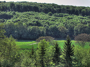 Forêt de Marchaux (25).jpg