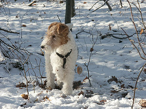 Foxterrier im Wald (Winter).jpg
