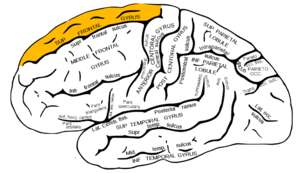Gray726 superior frontal gyrus.png