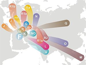 Haplogroup F (Y-DNA).jpg