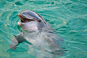 L'un des dauphins du parc Planète Sauvage