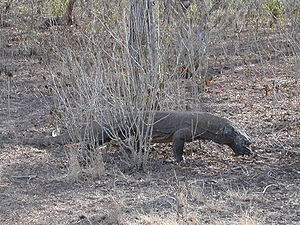 Dragon komodo dans l'enceinte du parc