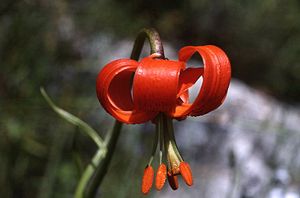 Lilium pomponium (Flower).jpg