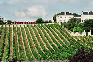 Loire vineyard.jpg