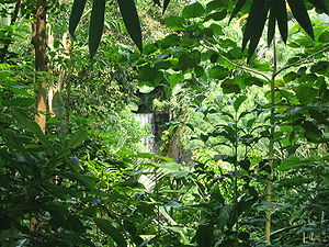 Forêt du parc Masaola