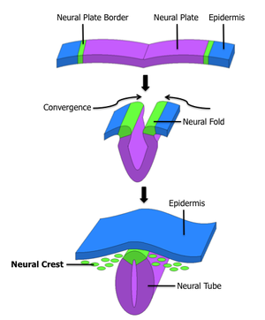 Formation de la crête neurale