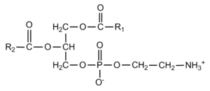 Phosphatidyléthanolamine