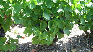 Pieds de vignes à Saint-Amour.jpg