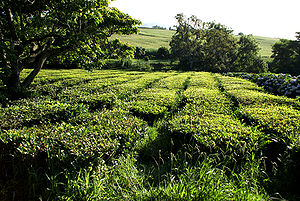 Plantação de Chá Gorreana, Camellia sinensis, Ribeira Grande, ilha de São Miguel, Açores.JPG