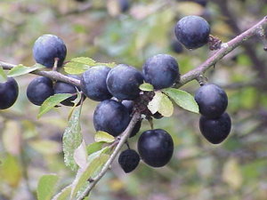 Prunus spinosa2.jpg