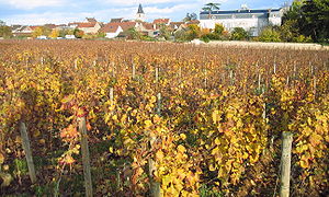 Romanée-Saint-Vivant in autumn.jpg