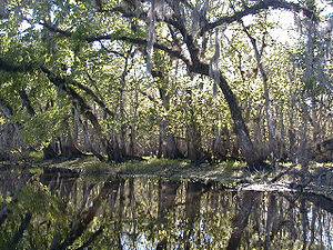 St Johns River.jpg