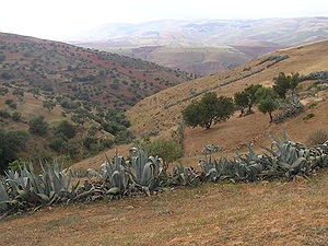 Sur le chemin de Mezaourou.JPG