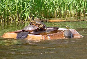 Un piège à tortue flottant sur l'eau. Il forme une boîte en partie immergée, avec une planche au milieu mais donnant sur un espace vide au milieu. Trois tortues se réchauffent sur les bords du piège et une nage à proximité. les côtés extérieurs du piège sont en pente douce et une tortue commence à monter.