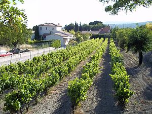 Vignoble de Cassis.jpg