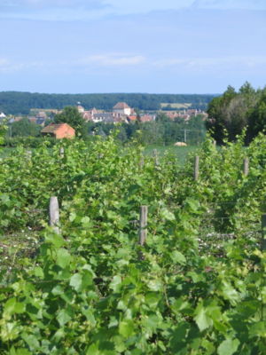 Vignoble de Chateaumeillant au Printemps.JPG