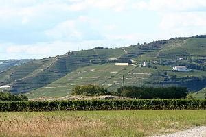 Vignoble des collines rhodaniennes.jpg