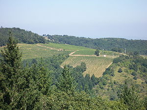 Vignoble du Côtes-du-forez .jpg