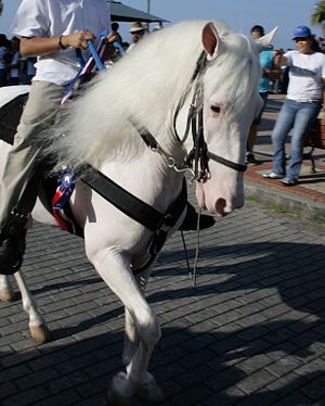 White-horse-with-pink-skin-dark-eyes-IMG 1282.JPG