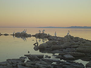 White Pelican at Salton Sea.jpg
