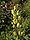 Aconitum anthora.jpg