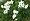 Anemone narcissifolia.jpg