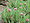 Anthyllis montana jacquinii1.jpg