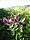 Bartsia alpina.jpg