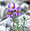 Linaria.alpina.web.jpg